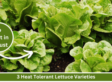 heat tolerant lettuce