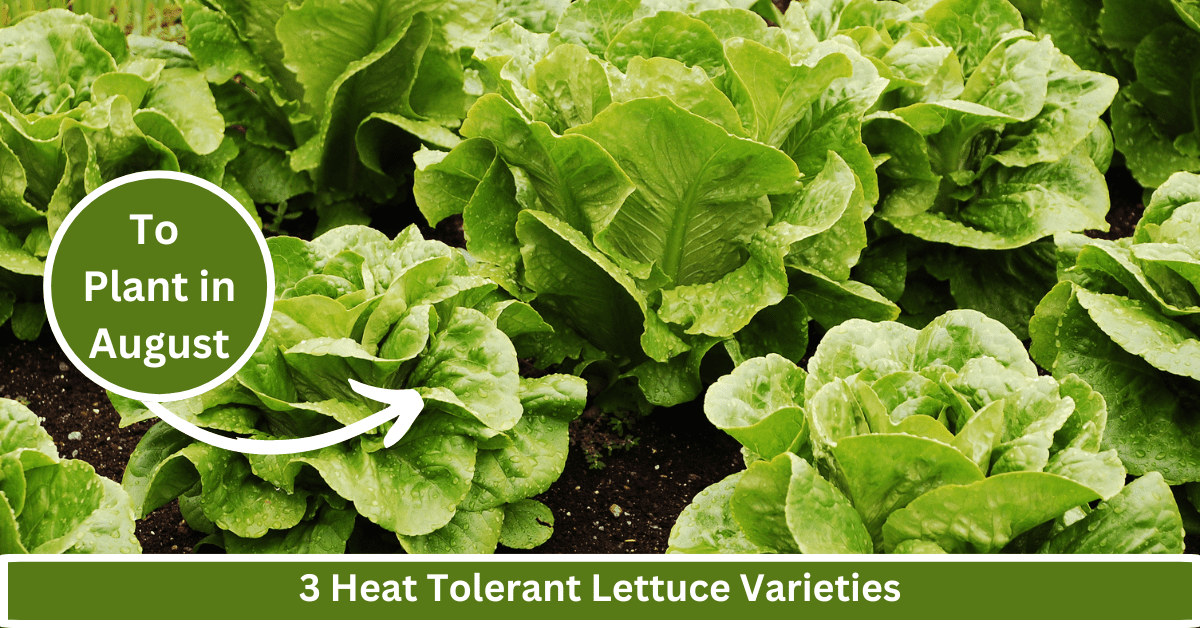 heat tolerant lettuce