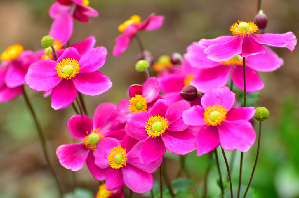 September flowers