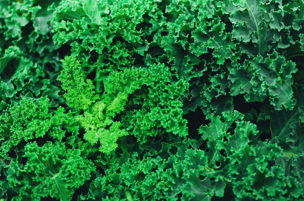 kale fast growing vegetables