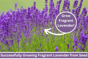 growing lavender from seed