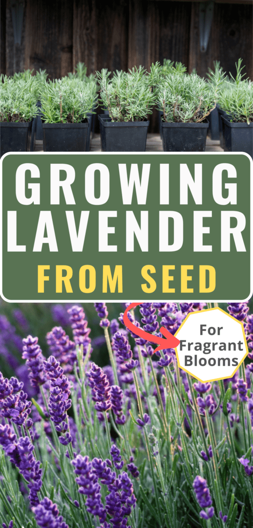 growing lavender from seed Pinterest pin