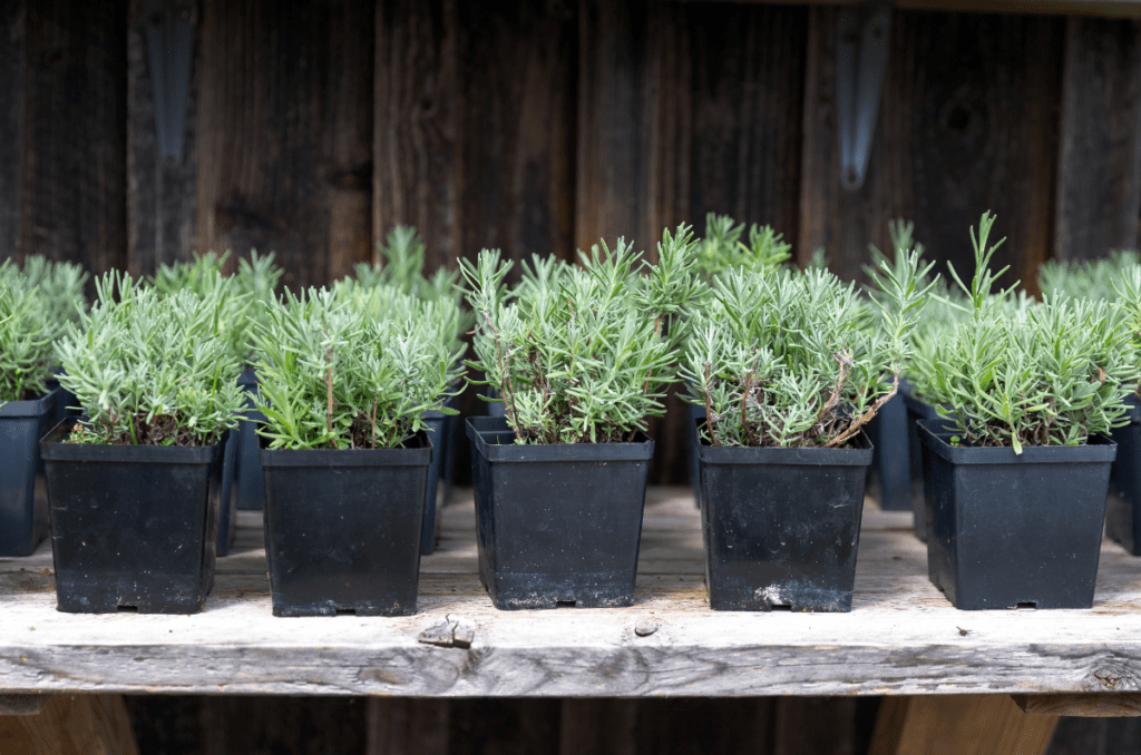 lavender seedlings growing lavender from seed