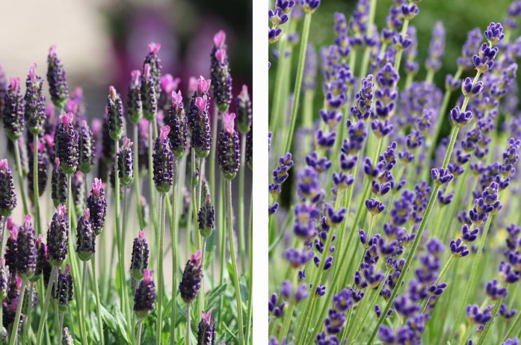 growing lavender varieties from seed