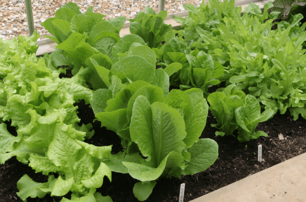 what vegetables to plant in august