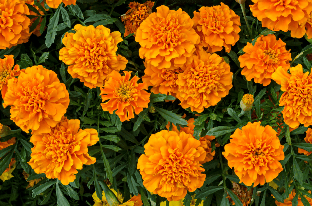 yellow flowering herbs