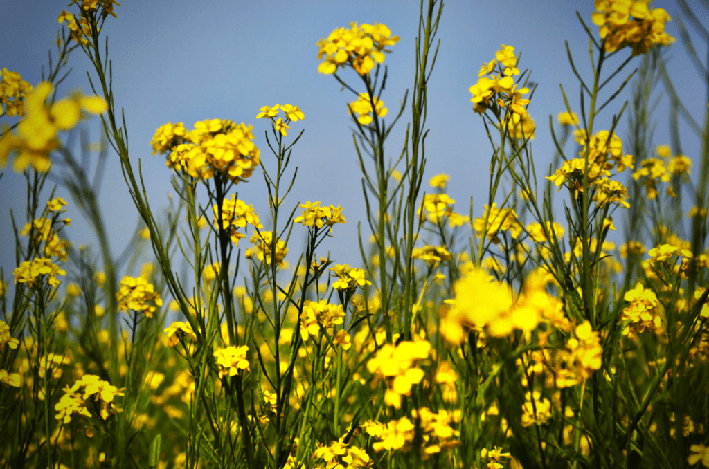 yellow flowering herbs