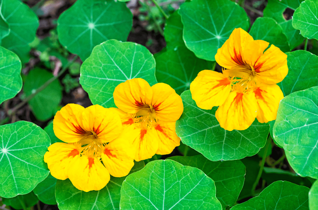 yellow flowering herbs