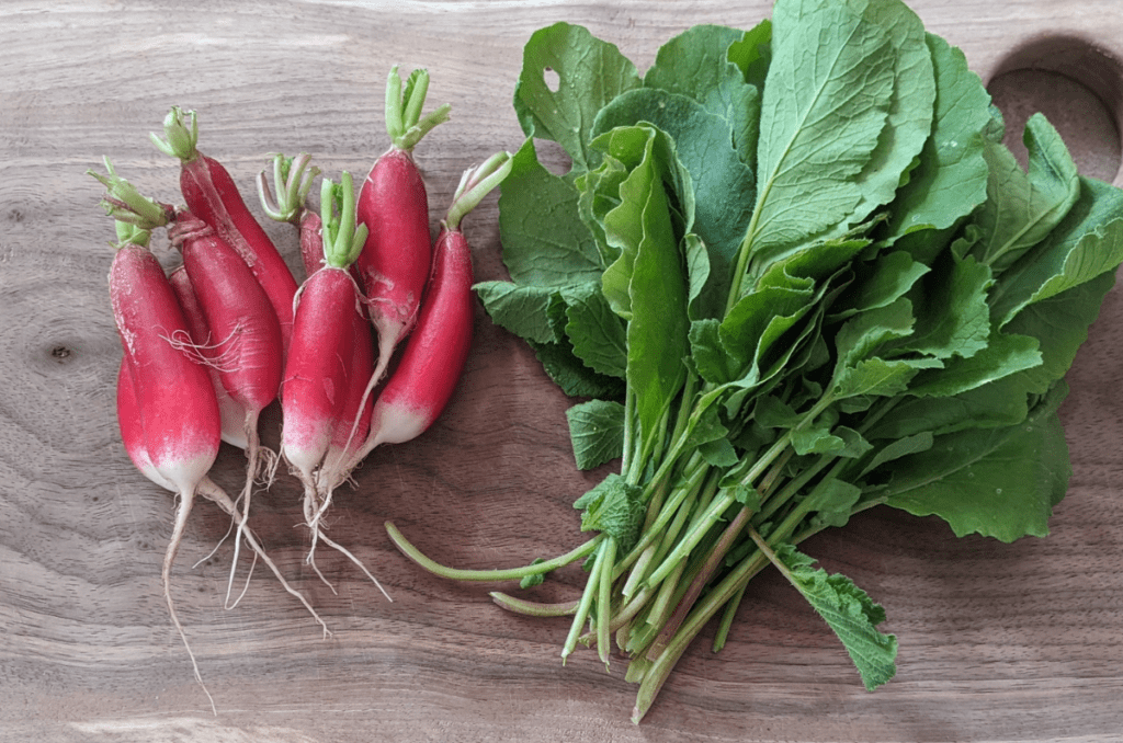 radish fast growing vegetables