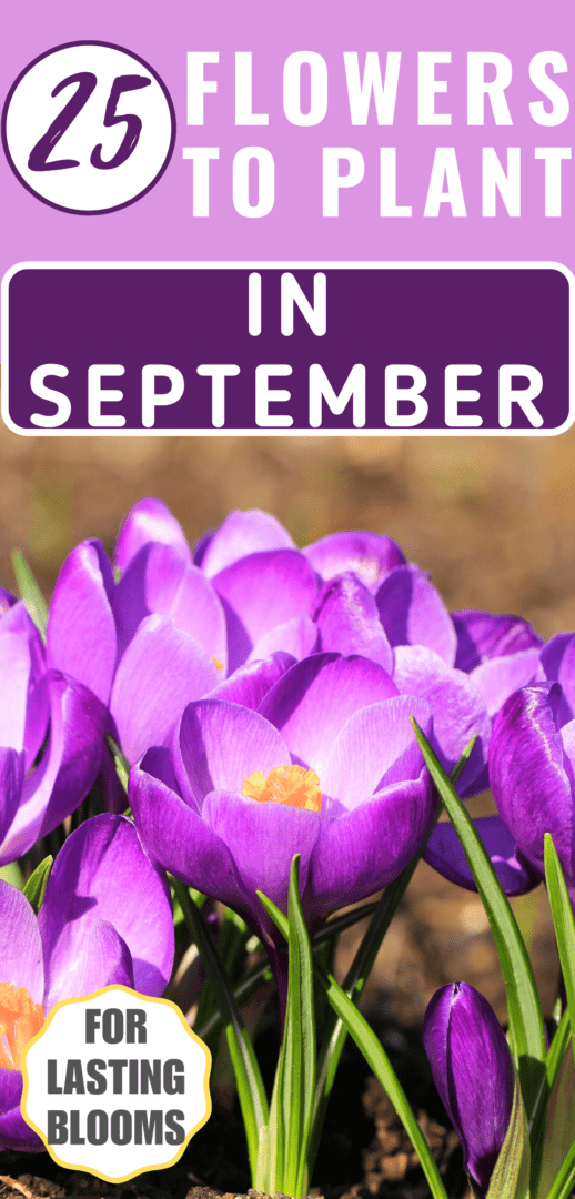 25 flowers to plant in September Pinterest pin