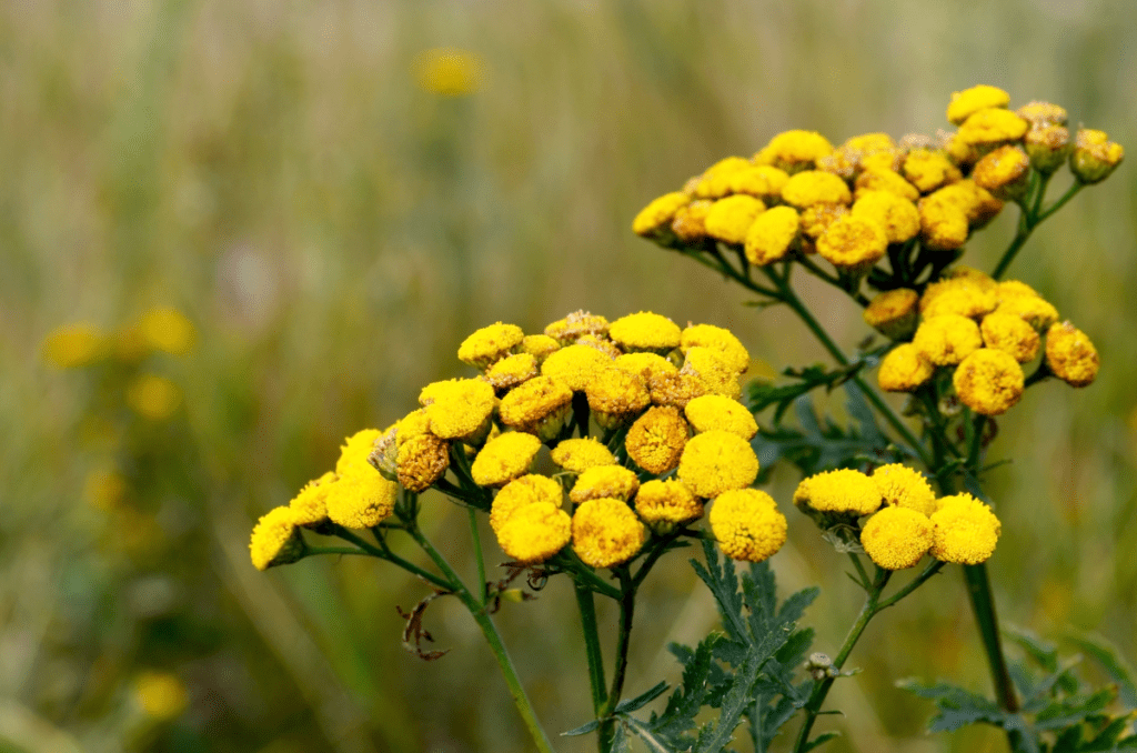 yellow flowering herbs