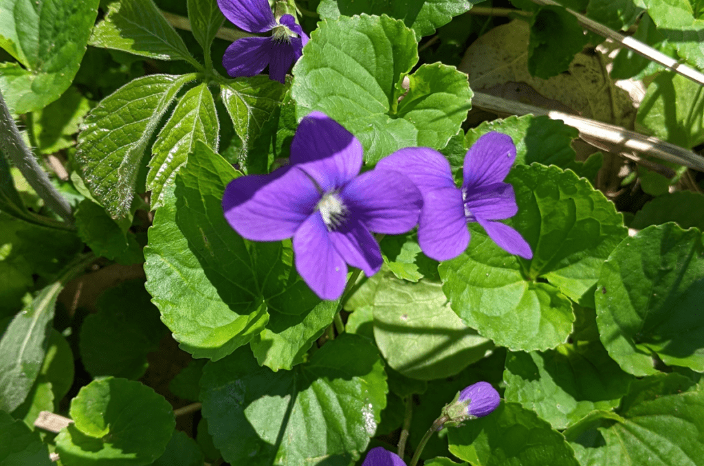 September flowers