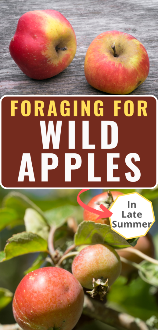 foraging for wild apples Pinterest pin