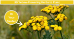 yellow flowering herbs