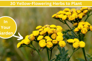 yellow flowering herbs