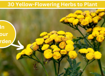 yellow flowering herbs