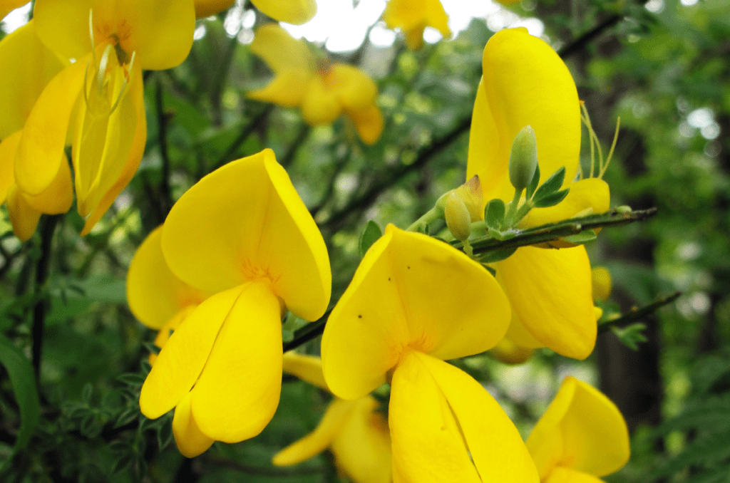 yellow flowering herbs