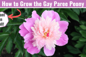 gay paree peony