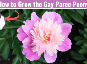 gay paree peony