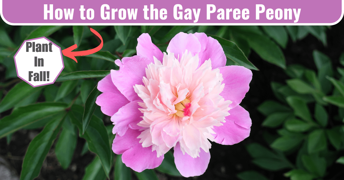 gay paree peony