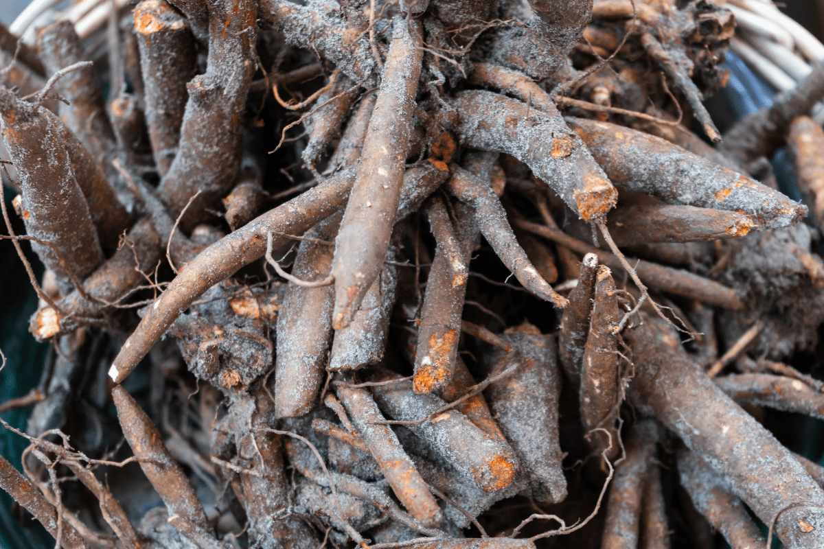 gay paree peony root divisions