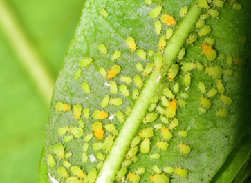 winter pest control aphids