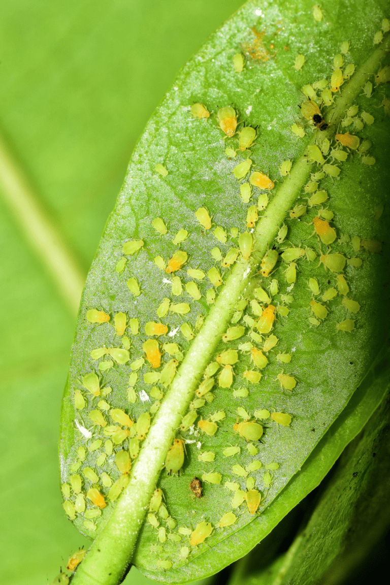 winter pest control aphids