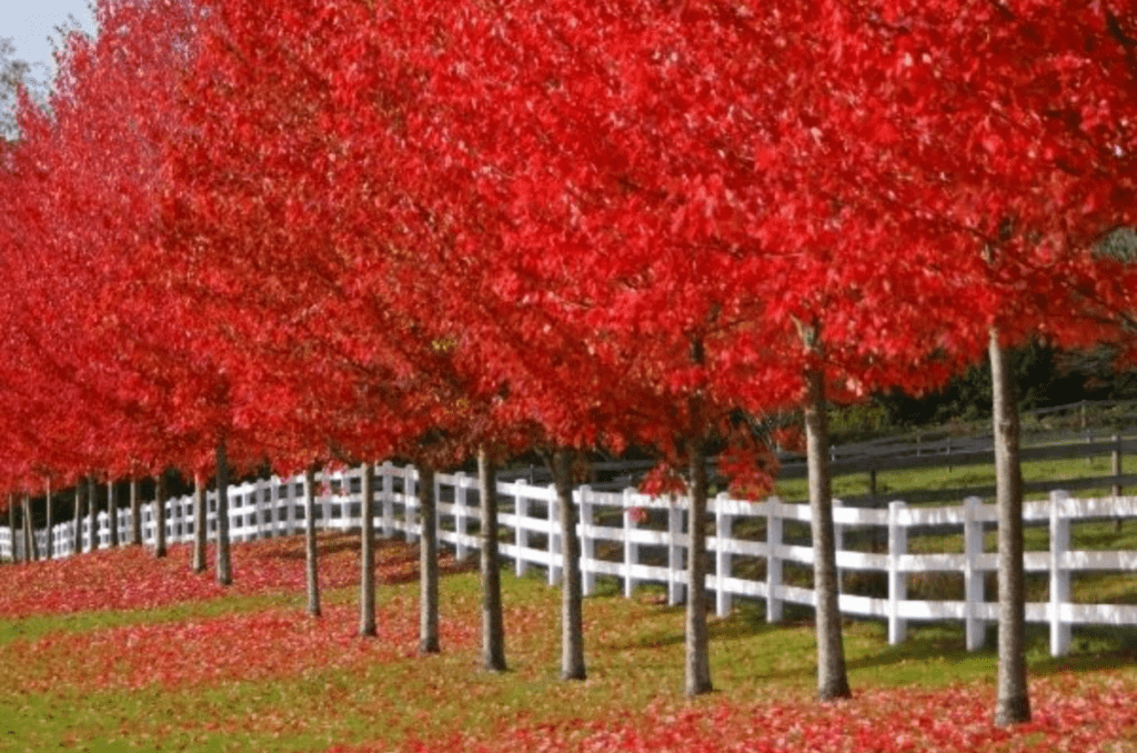 autumn blaze maple tree