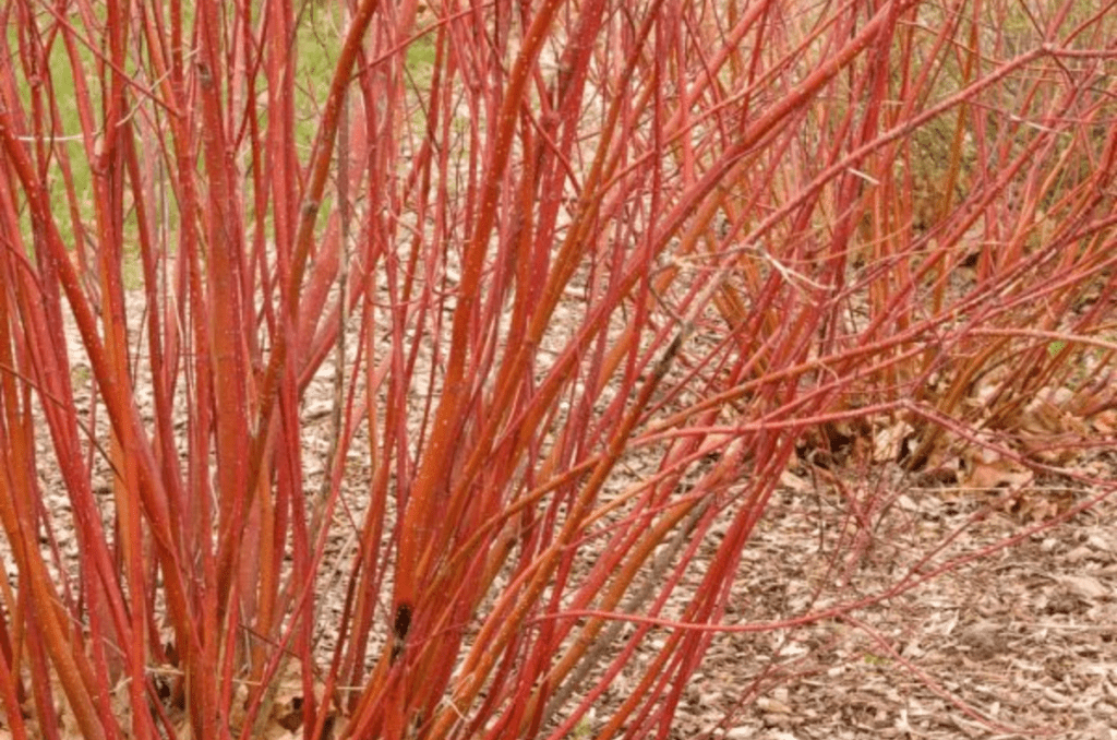 bailey red-twigged dogwood for winter porch planters