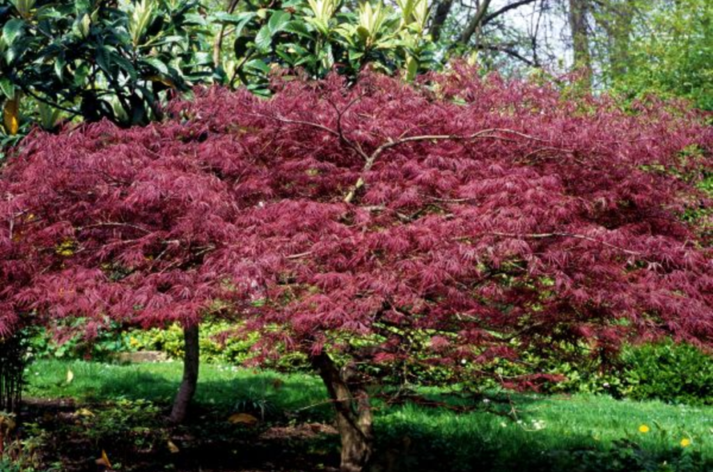 bloodgood japanese maple tree