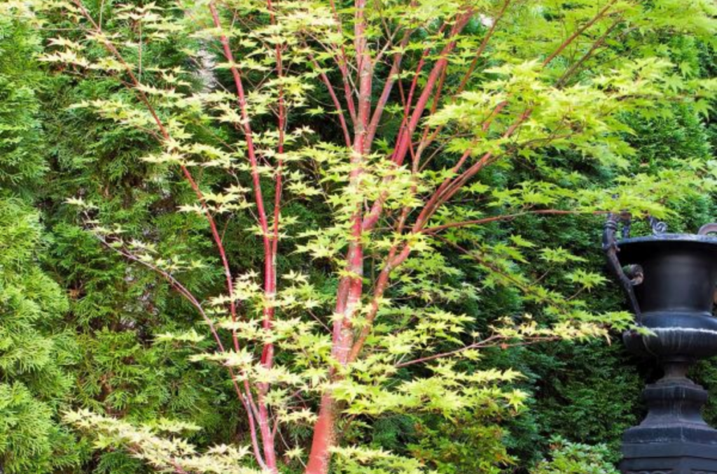 coral bark japanese maple tree