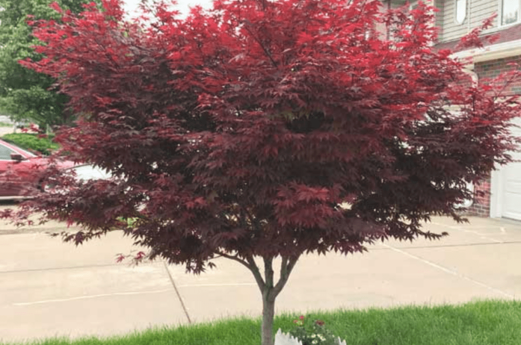 emperor One Japanese maple tree