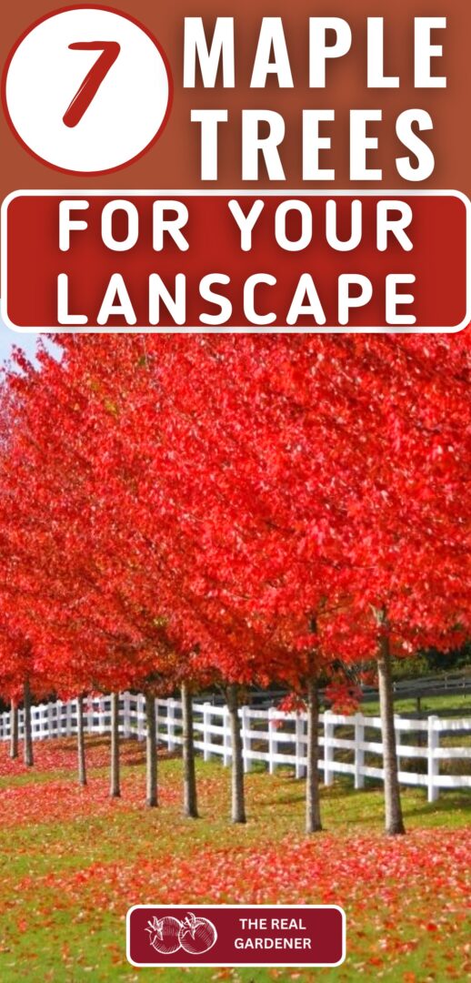 seven types of maple trees for your landscape