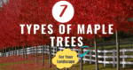 types of maple trees