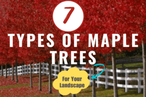 types of maple trees