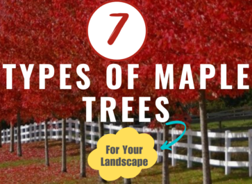 types of maple trees