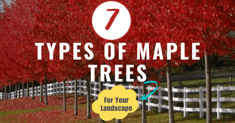 types of maple trees