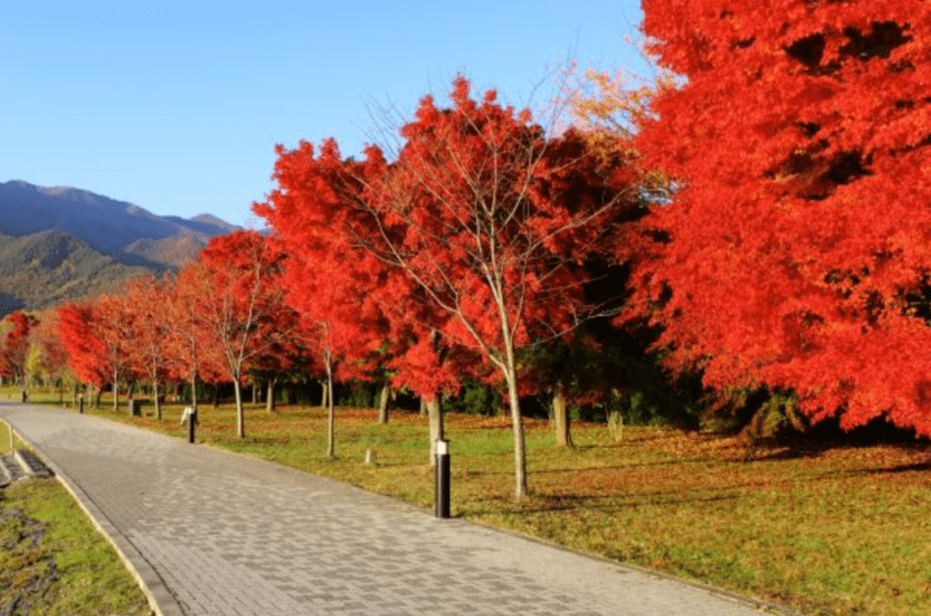 october glory maple tree