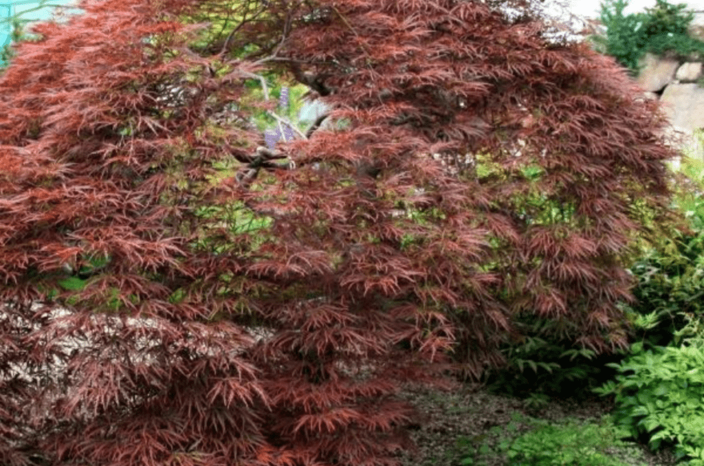 tamukeyama japanese maple tree