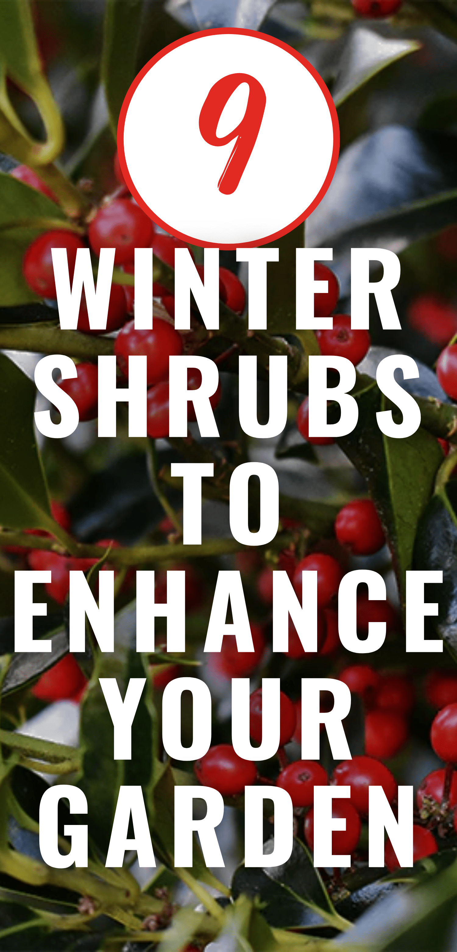 winter shrubs Pinterest pin