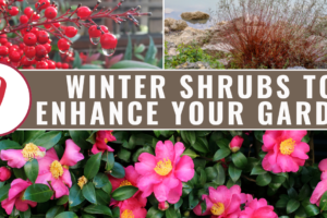 9 winter shrubs to enhance your landscape