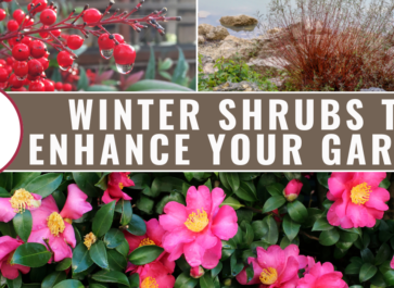 9 winter shrubs to enhance your landscape