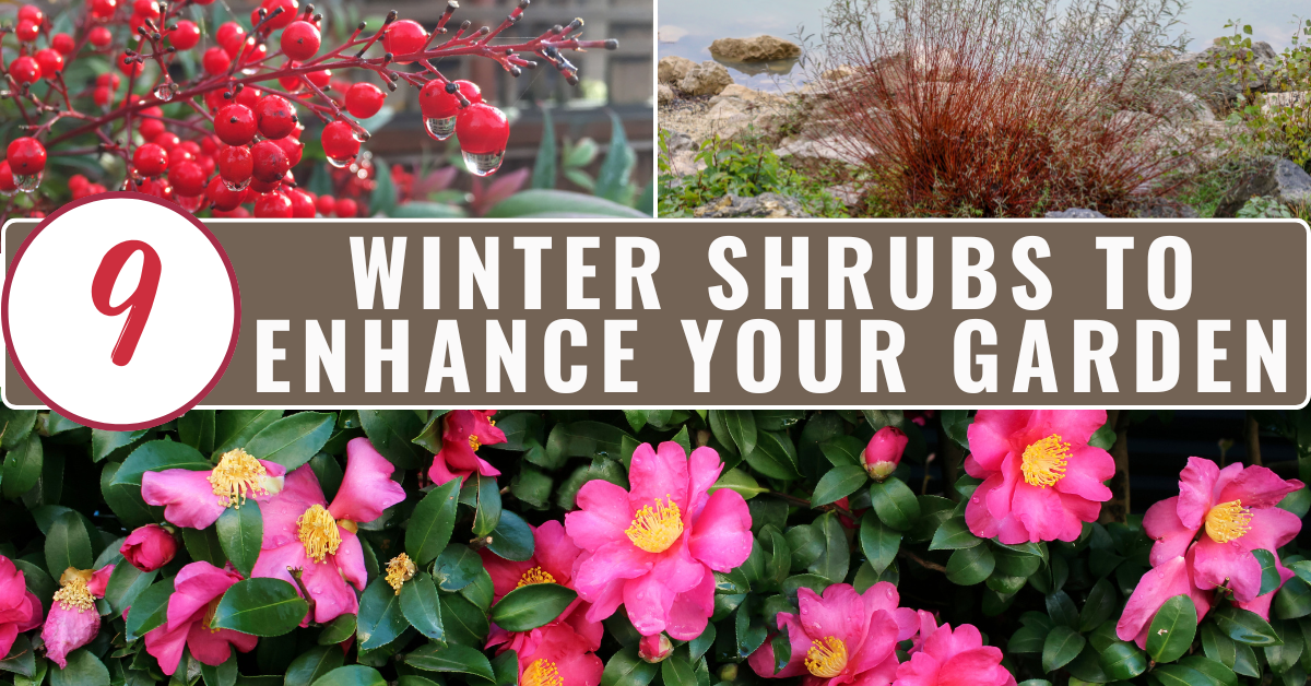 9 winter shrubs to enhance your landscape