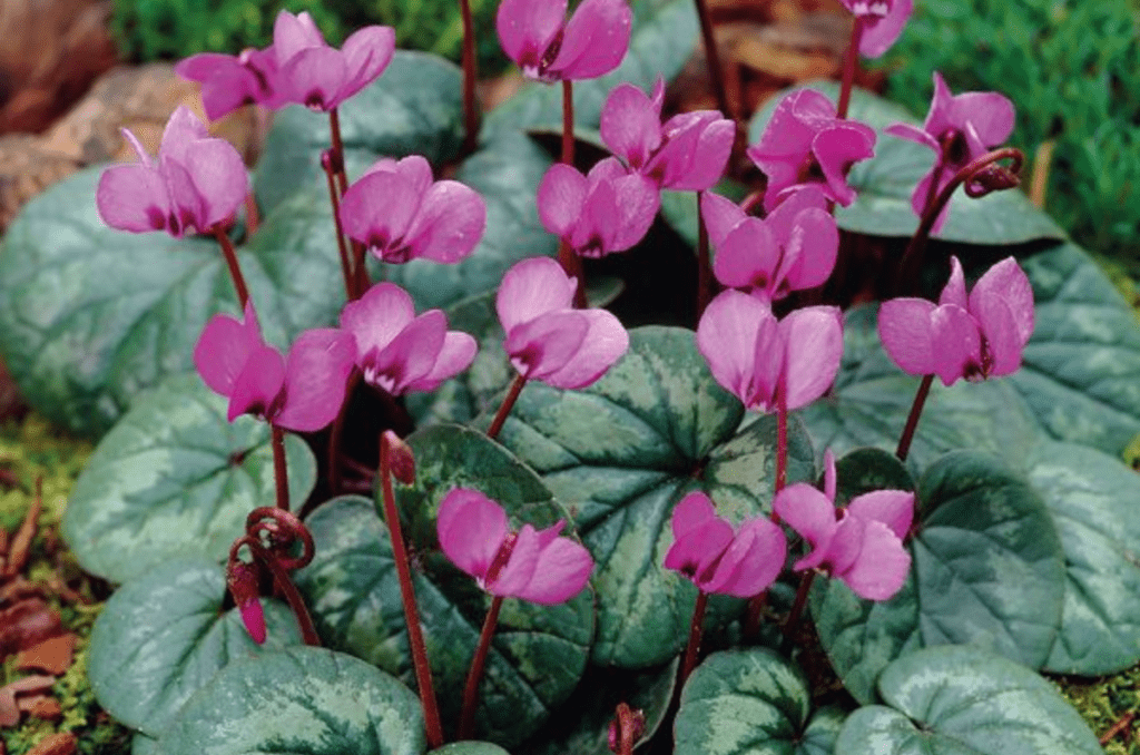 hardy cyclamen from Nature Hills nursery