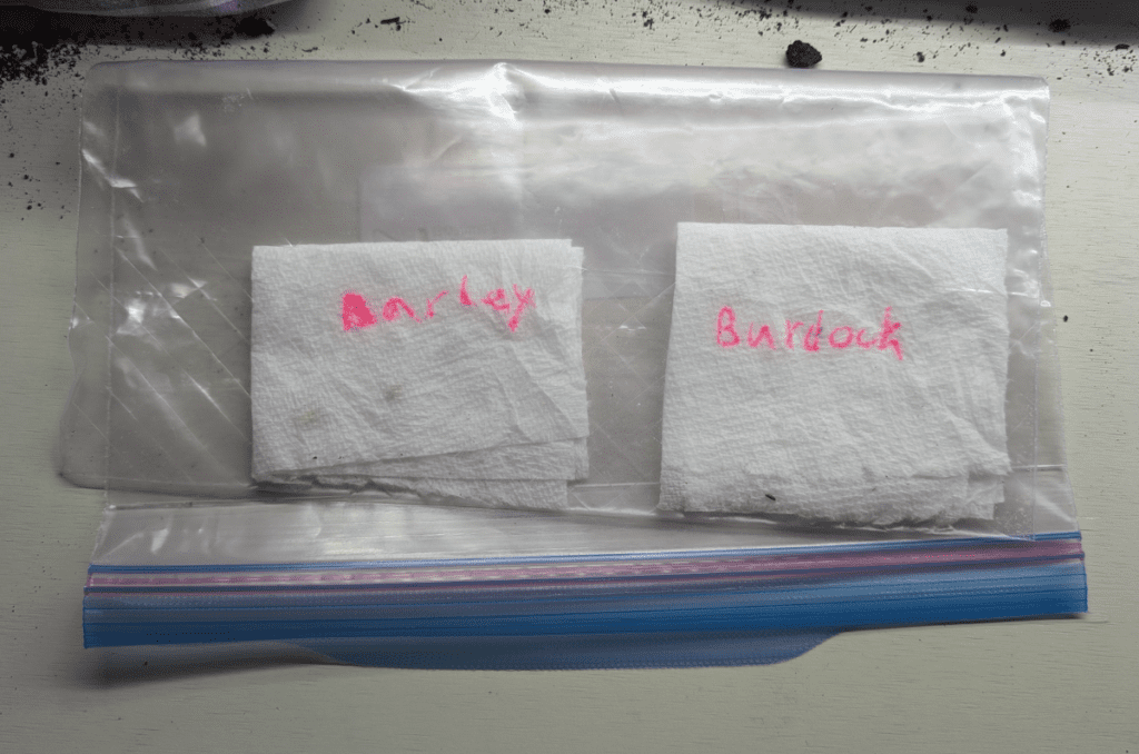 labelled bag with seeds to cold stratify