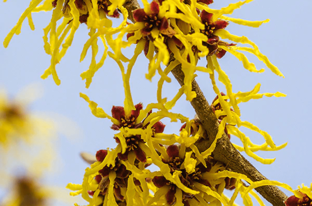 little prospect witch hazel from Nature Hills nursery