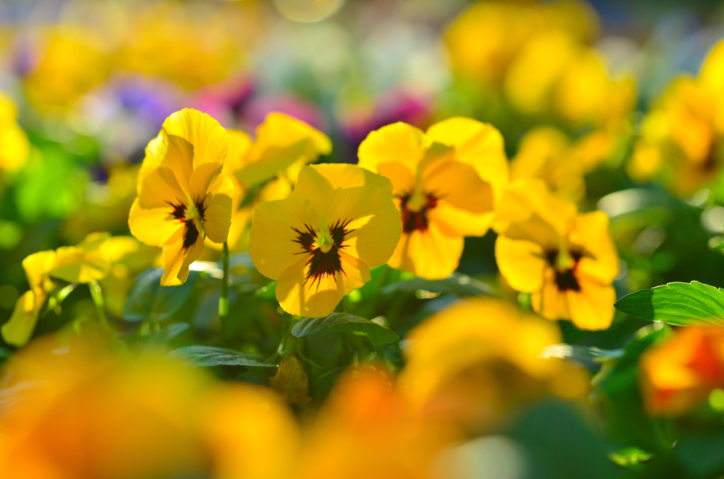 winter pansies