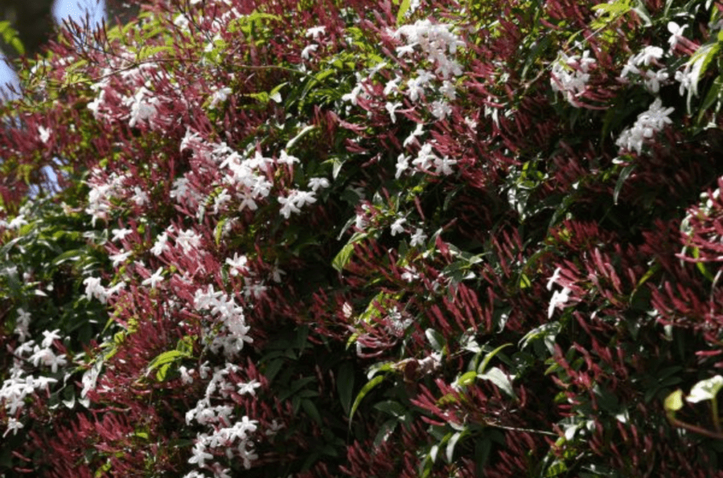 pink Jasmine from Nature Hills nursery