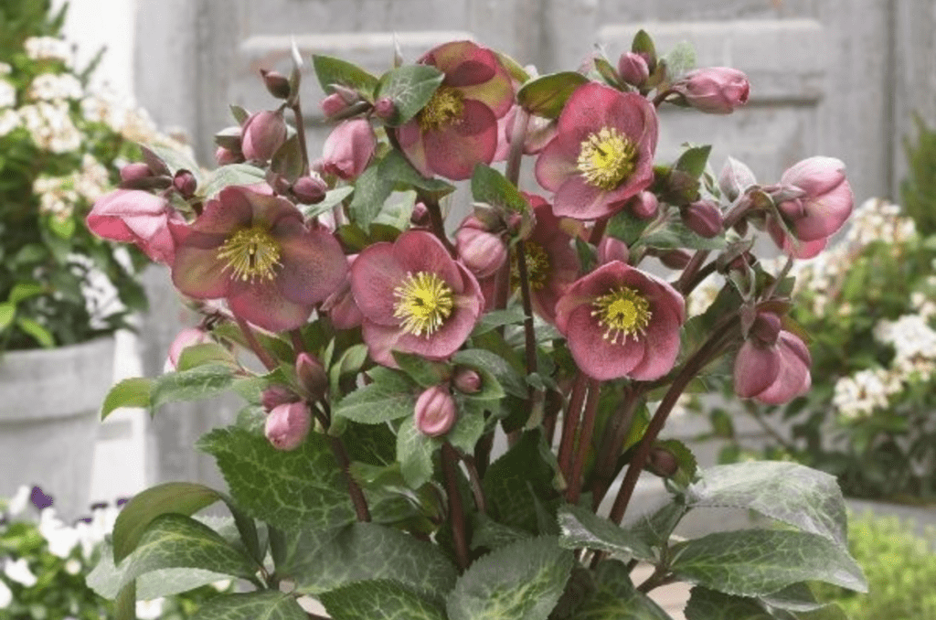 pippa's purple hellebore lenten rose from Nature Hills nursery 