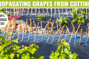 100% success rate method for propagating grape vines from cuttings